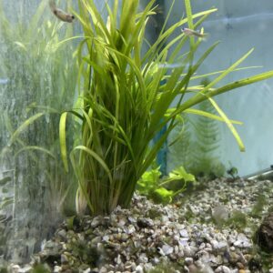 Planta Sagitaria Rastrera 25x25.000