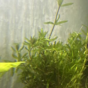 Planta Elodea Cristal