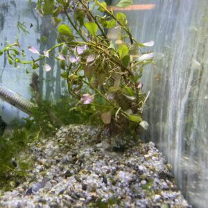 Planta Ludwigia