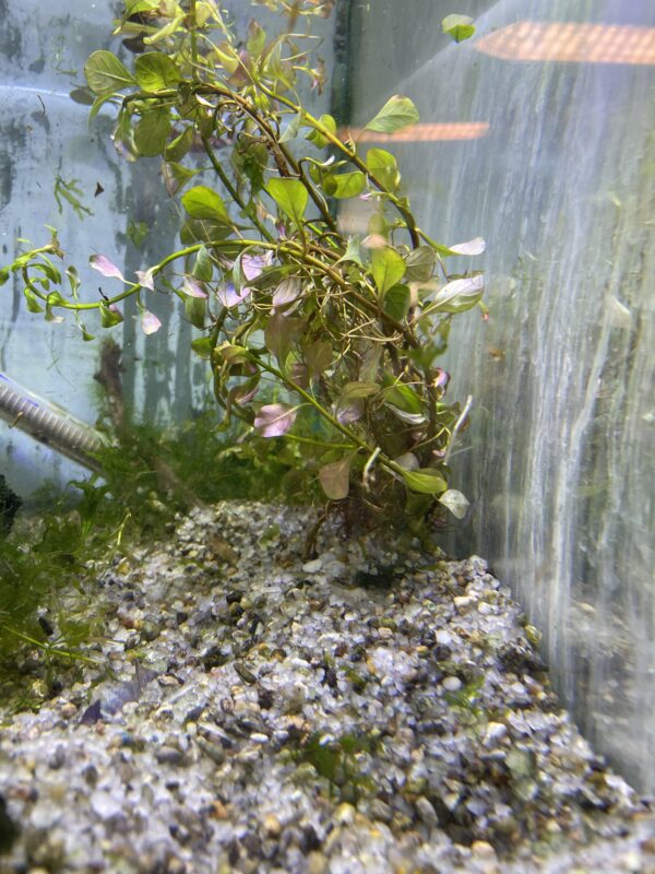 Planta Ludwigia