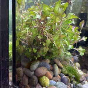 Planta bonsai