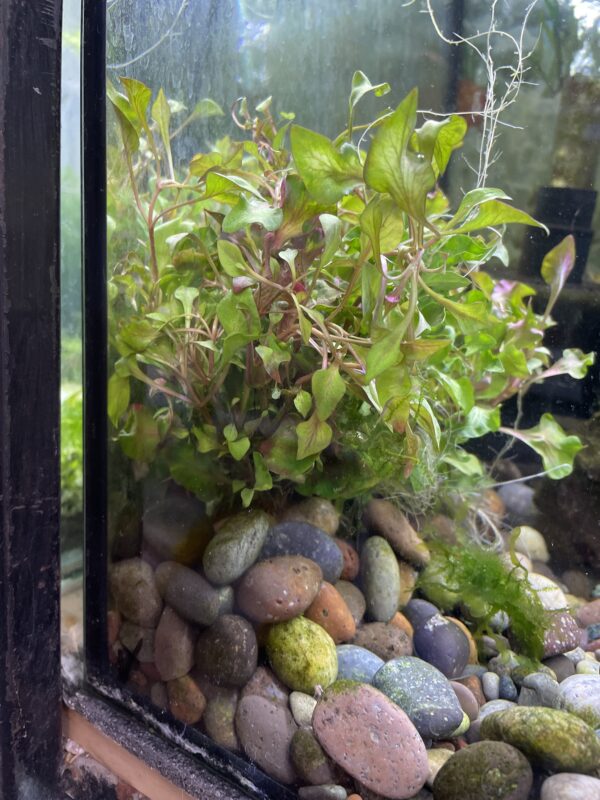 Planta bonsai