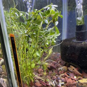 Planta Bacopa