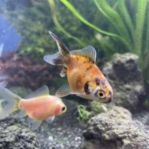 Carassius calico cometa