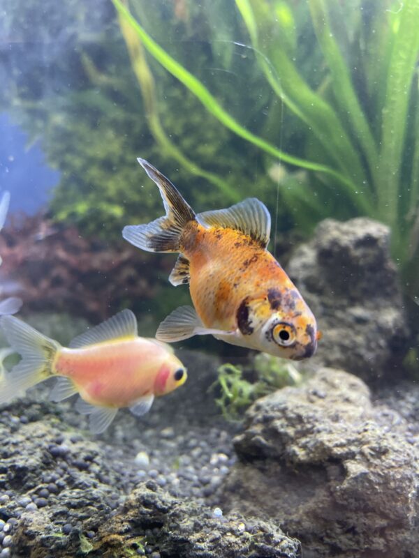 Carassius calico cometa