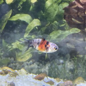 Carassius fantasia calico