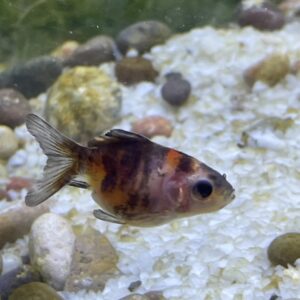 Carassius pequeños mix