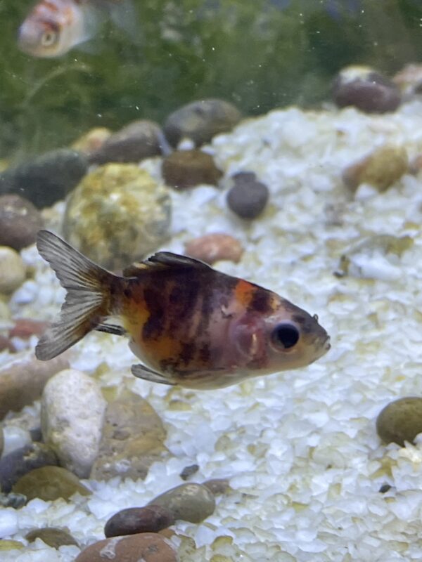 Carassius pequeños mix