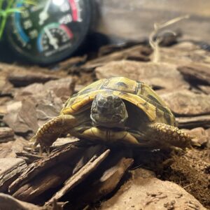 Tortuga Mediterranea Mediana (5 A 6,5 CM) Testudo Hermanni