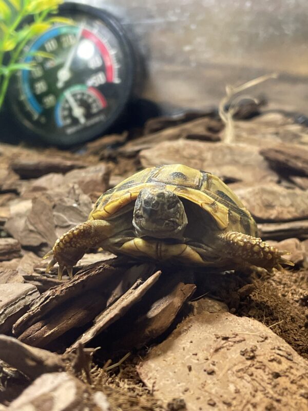 Tortuga Mediterranea Mediana (5 A 6,5 CM) Testudo Hermanni