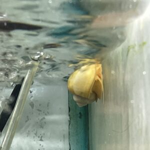 Caracol Manzana