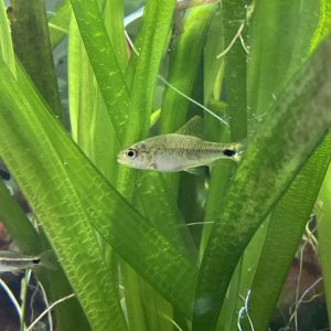 Tetra neon negro