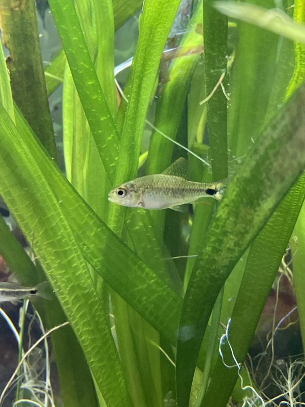 Tetra neon negro