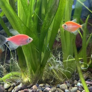 Tetra viuda colores