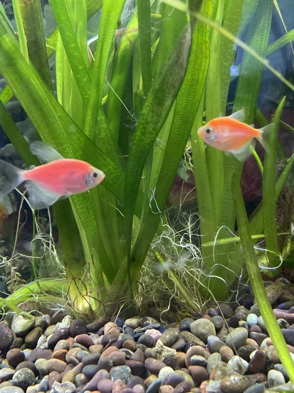Tetra viuda colores