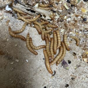 Alimento vivo Tenebrio 10ux2490