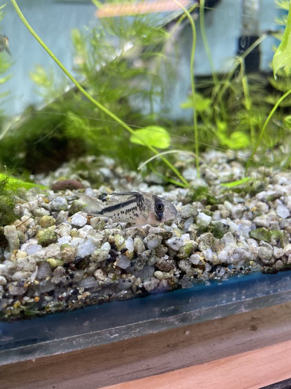 Corydora Loxozonus