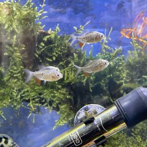 Piraña red pacu