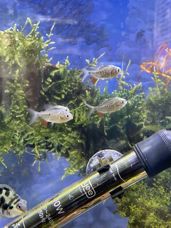 Piraña red pacu