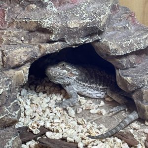 Dragon Barbudo Nominal Mediano Pogona Vitticeps