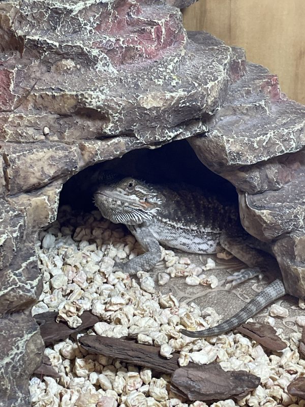 Dragon Barbudo Nominal Mediano Pogona Vitticeps
