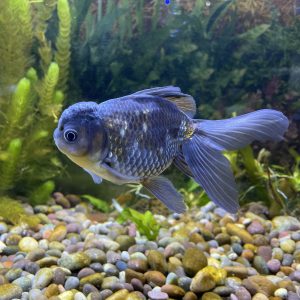 Carassius oranda azul