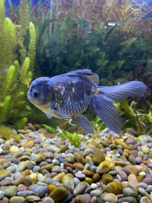 Carassius oranda azul