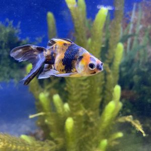 Carassius Fantasia Calico Mediano