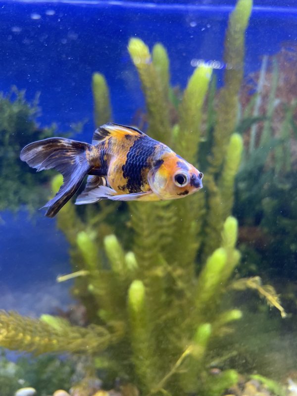 Carassius Fantasia Calico Mediano