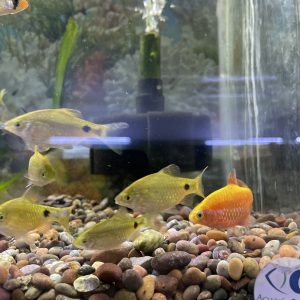 Barbo Conchonius