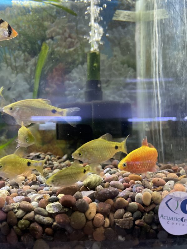 Barbo Conchonius