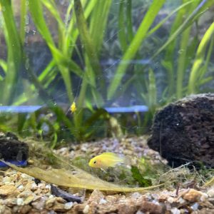 Electric Yellow 3 cm