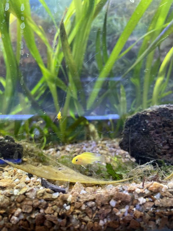 Electric Yellow 3 cm