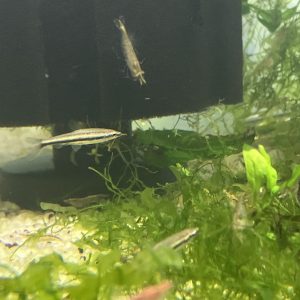 Nannostomus eques