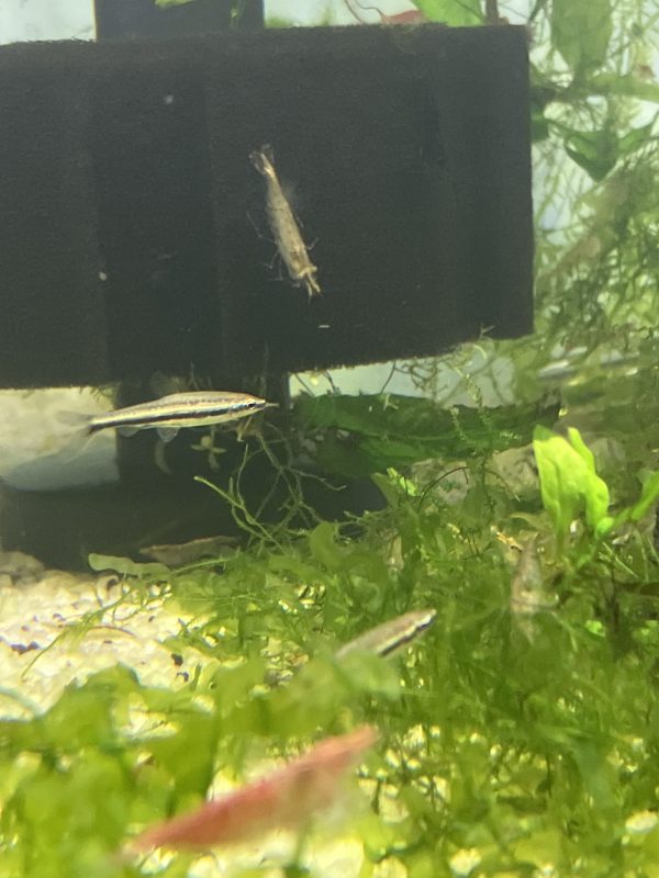 Nannostomus eques