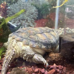 Tortuga Mordedora - Chelydra Serpentina