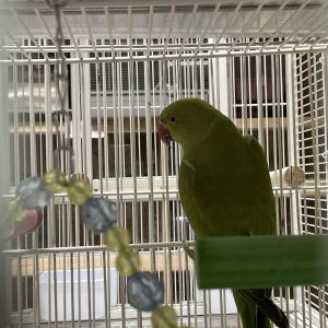 Loro Kramer Verde