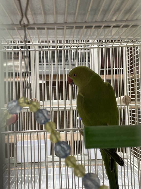Loro Kramer Verde
