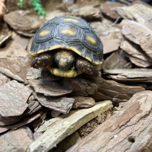 Tortuga de Pata Roja, Chelonoidis Carbonaria