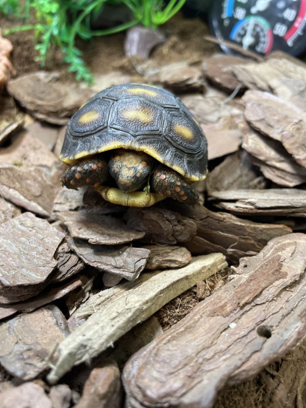 Tortuga de Pata Roja, Chelonoidis Carbonaria