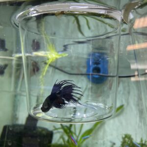 Betta macho crowntail