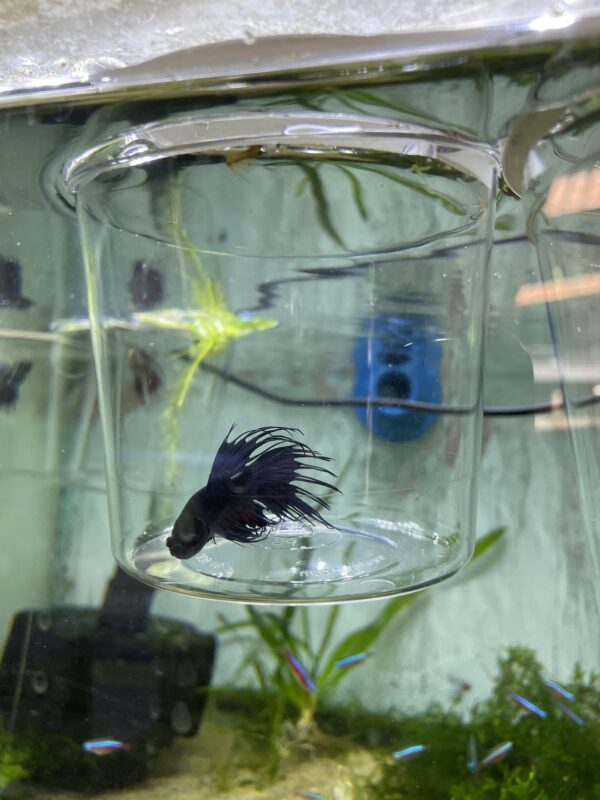 Betta macho crowntail