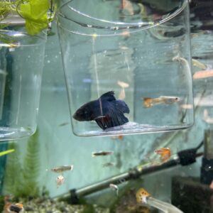 Betta macho halfmoon superdelta
