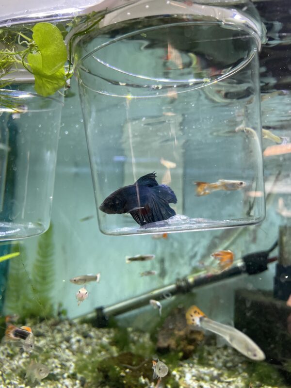 Betta macho halfmoon superdelta