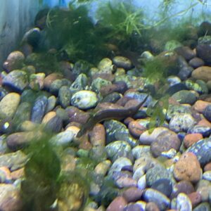 Kuhli negra