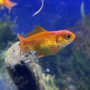 Carassius Cometa mix talla L