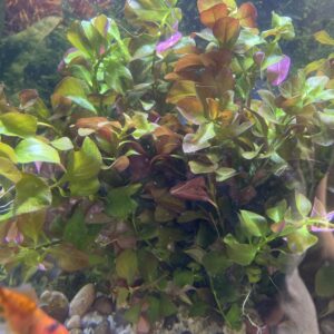 Planta Ludwigia Atlantis