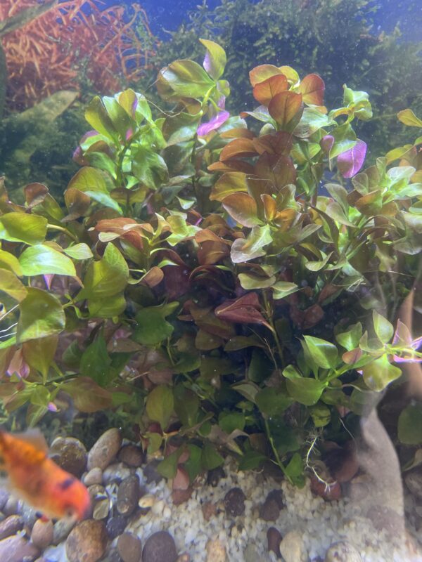 Planta Ludwigia Atlantis