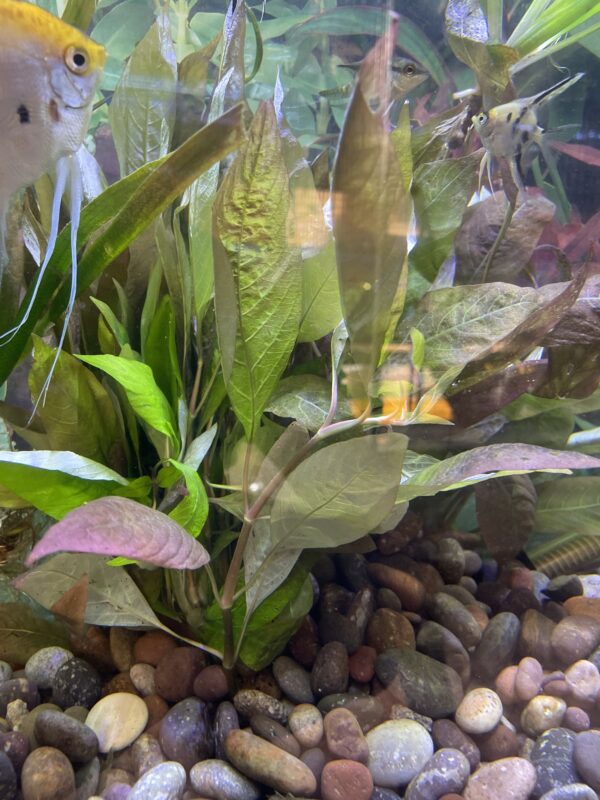 Planta cerezo rojo
