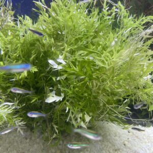Planta Hygrophila difformis